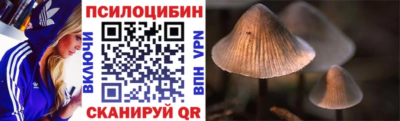 как найти наркотики  Светогорск  Псилоцибиновые грибы Cubensis 